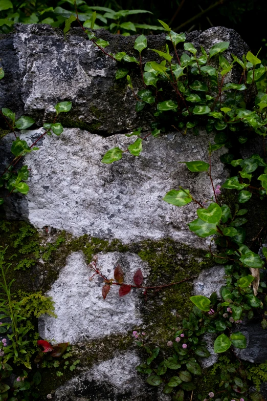 a rock with green leaves growing on it