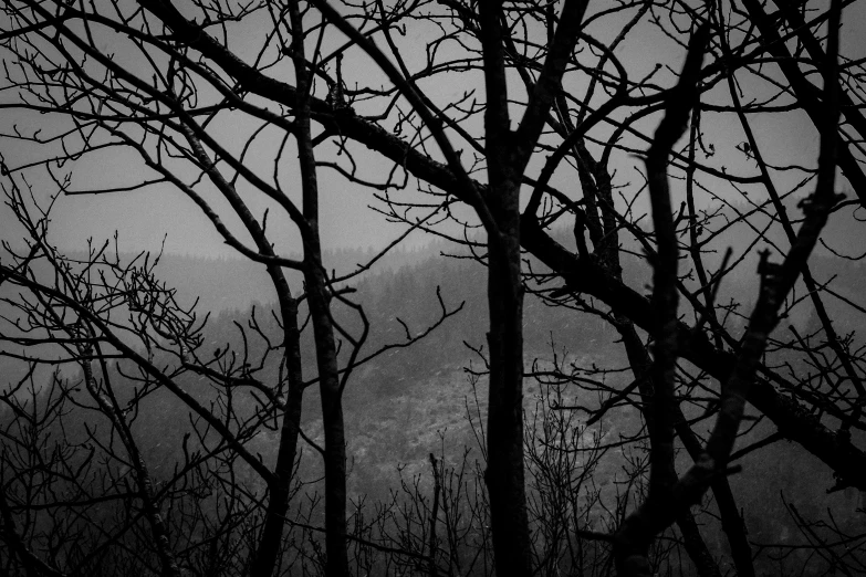 the dark silhouettes of several trees with no leaves on them