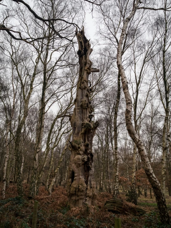 trees growing up with no leaves in a forest