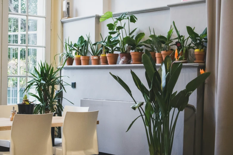 a dining room filled with lots of green plants