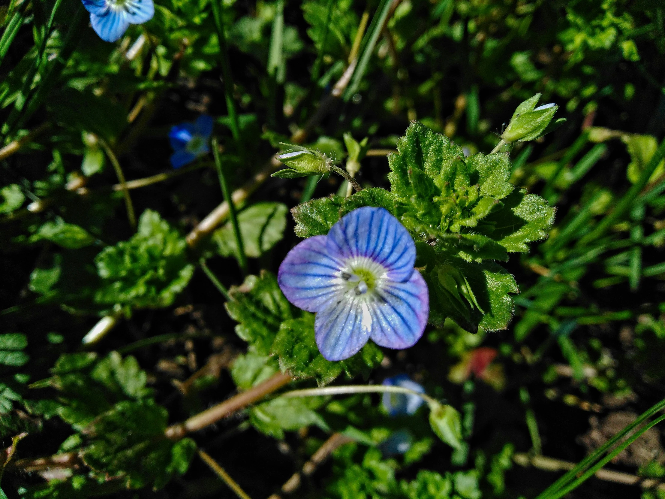 there are two blue flowers next to some grass