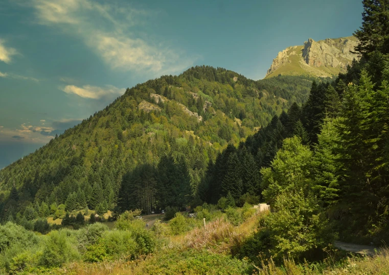 a group of trees on the side of a mountain