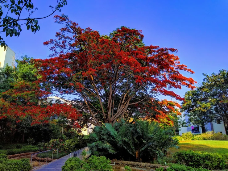 red leaves on the tree and the path to a house