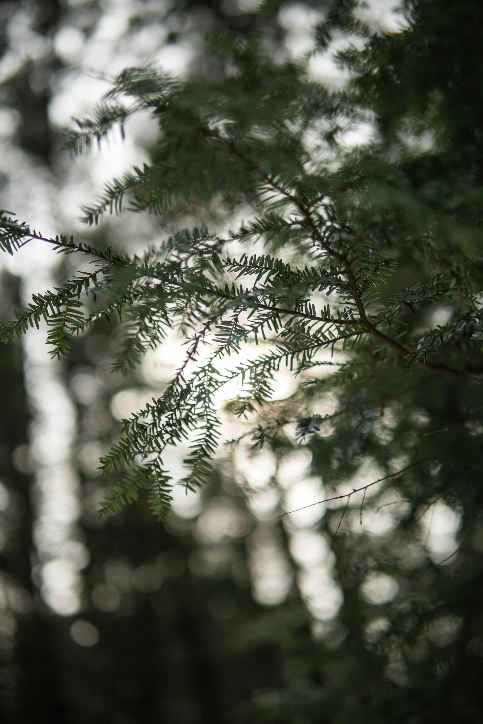 a tree nch sitting on top of a forest