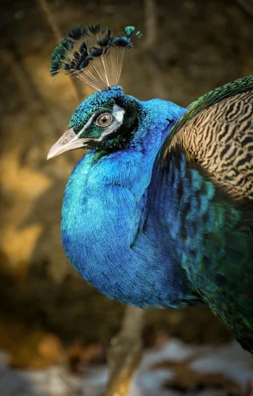 a bird with blue and green feathers standing in a snow covered area