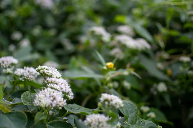 flowers blooming on top of bushes in the wild