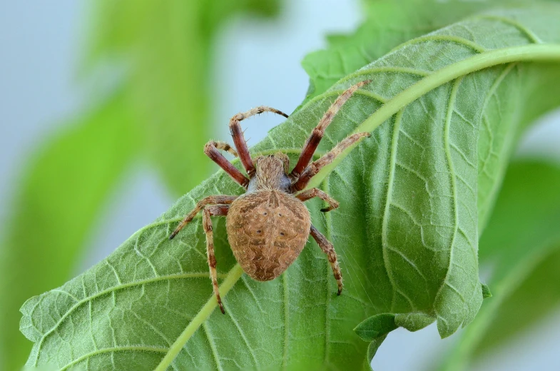 a large brown spider is on top of green leaves