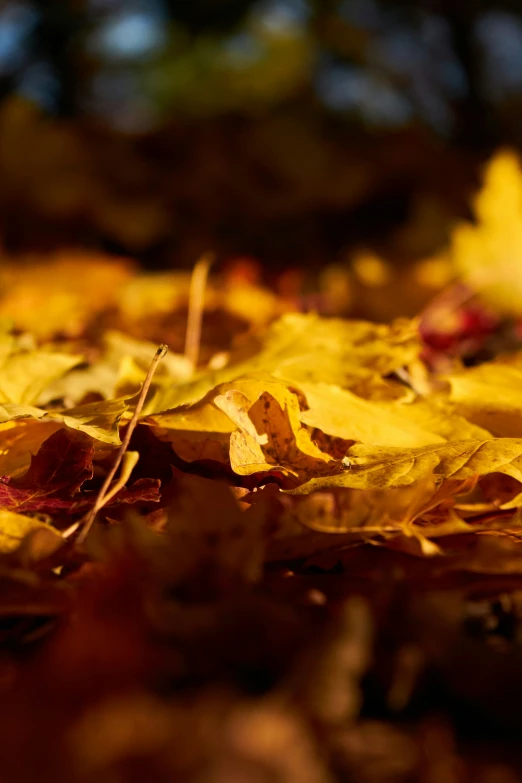 autumn leaves that are on the ground with tree in background