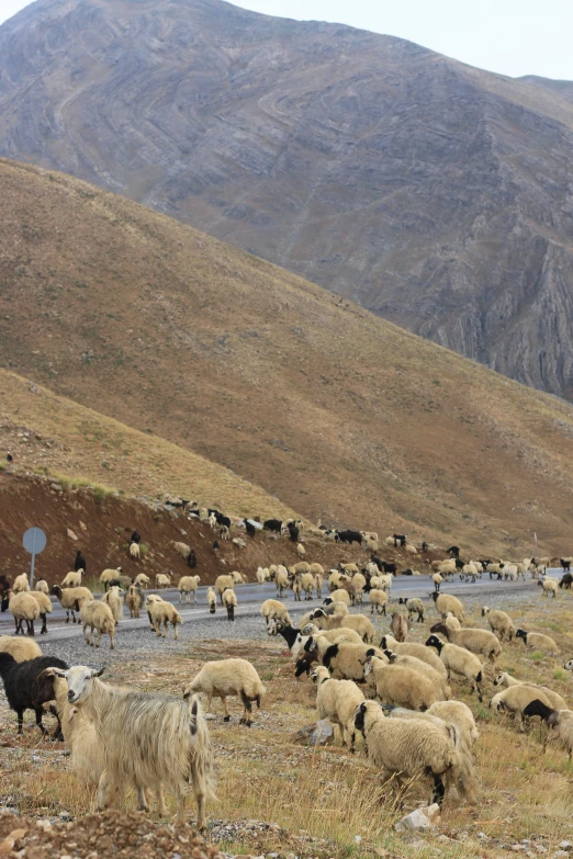 there are many sheep on the side of a mountain