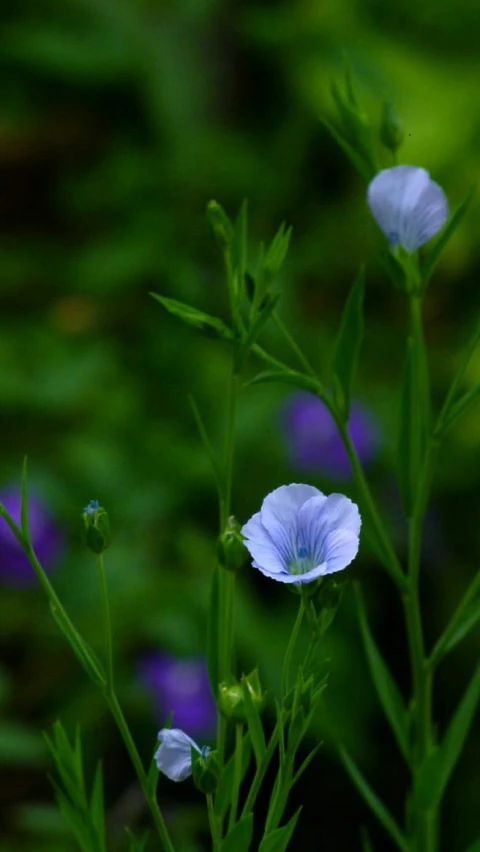 some blue and white flowers in front of a green background