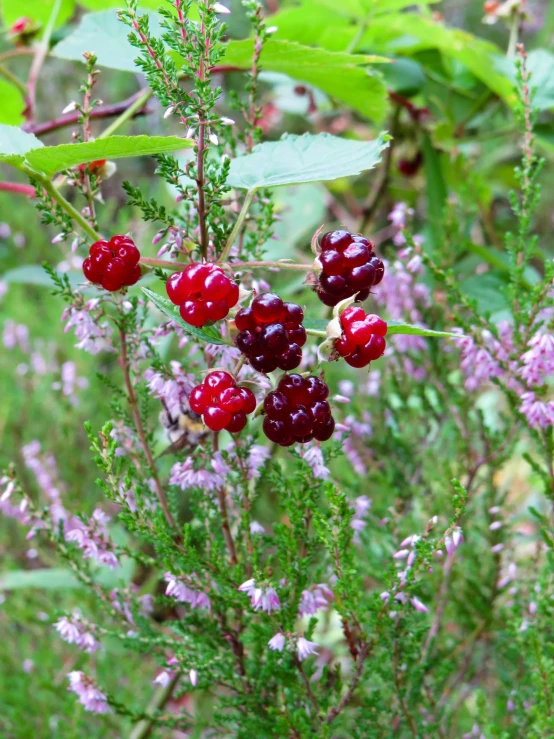 berries hanging from a tree on the ground