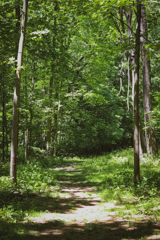 a trail surrounded by woods and grass