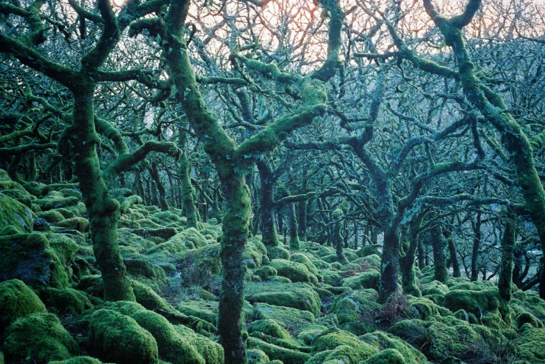 a group of trees with green moss covered leaves