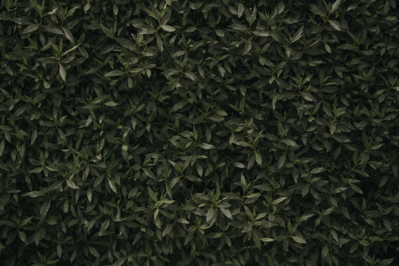 the background of a large shrub is very dark