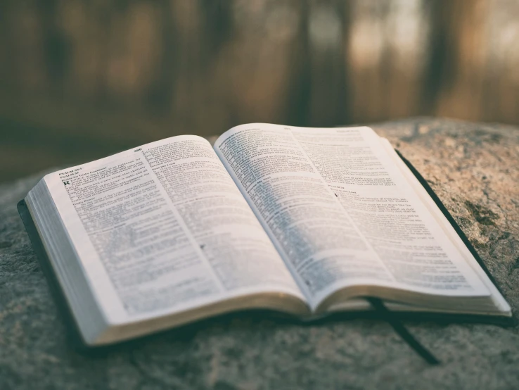 an open book on the rock next to a tree