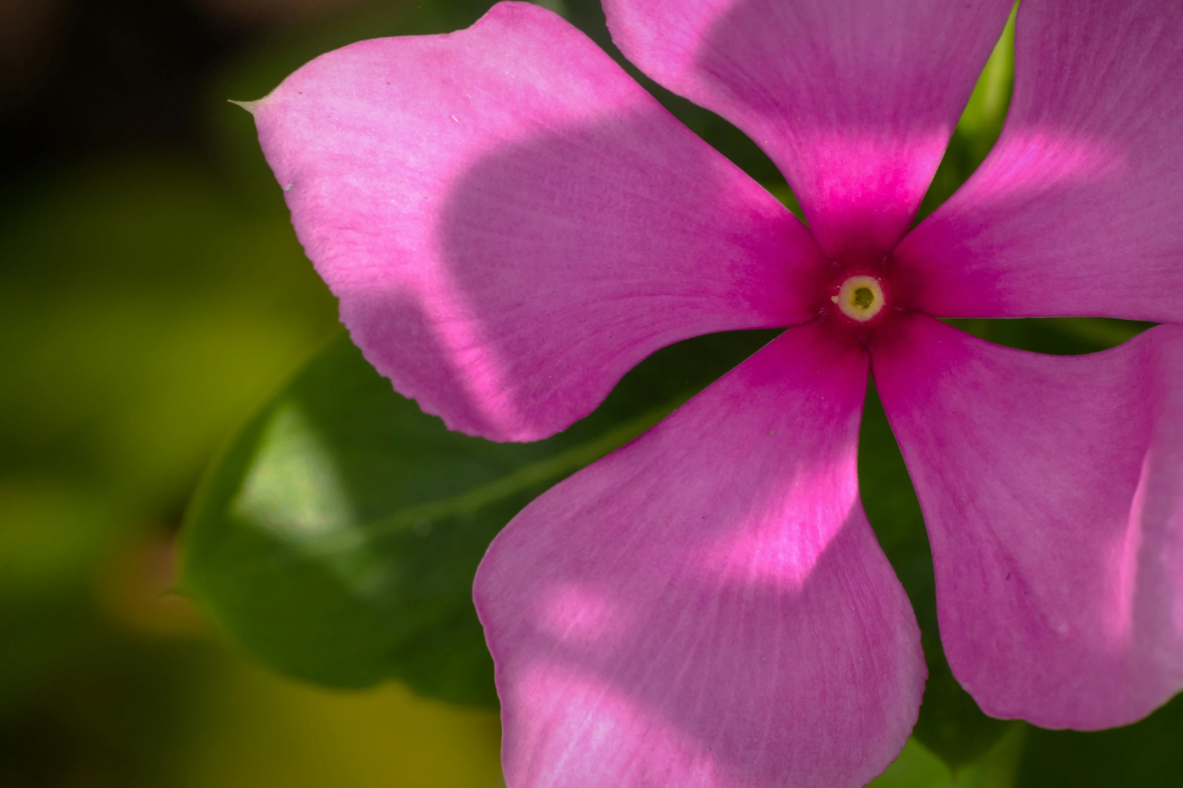 the pink flowers are blooming around the stem