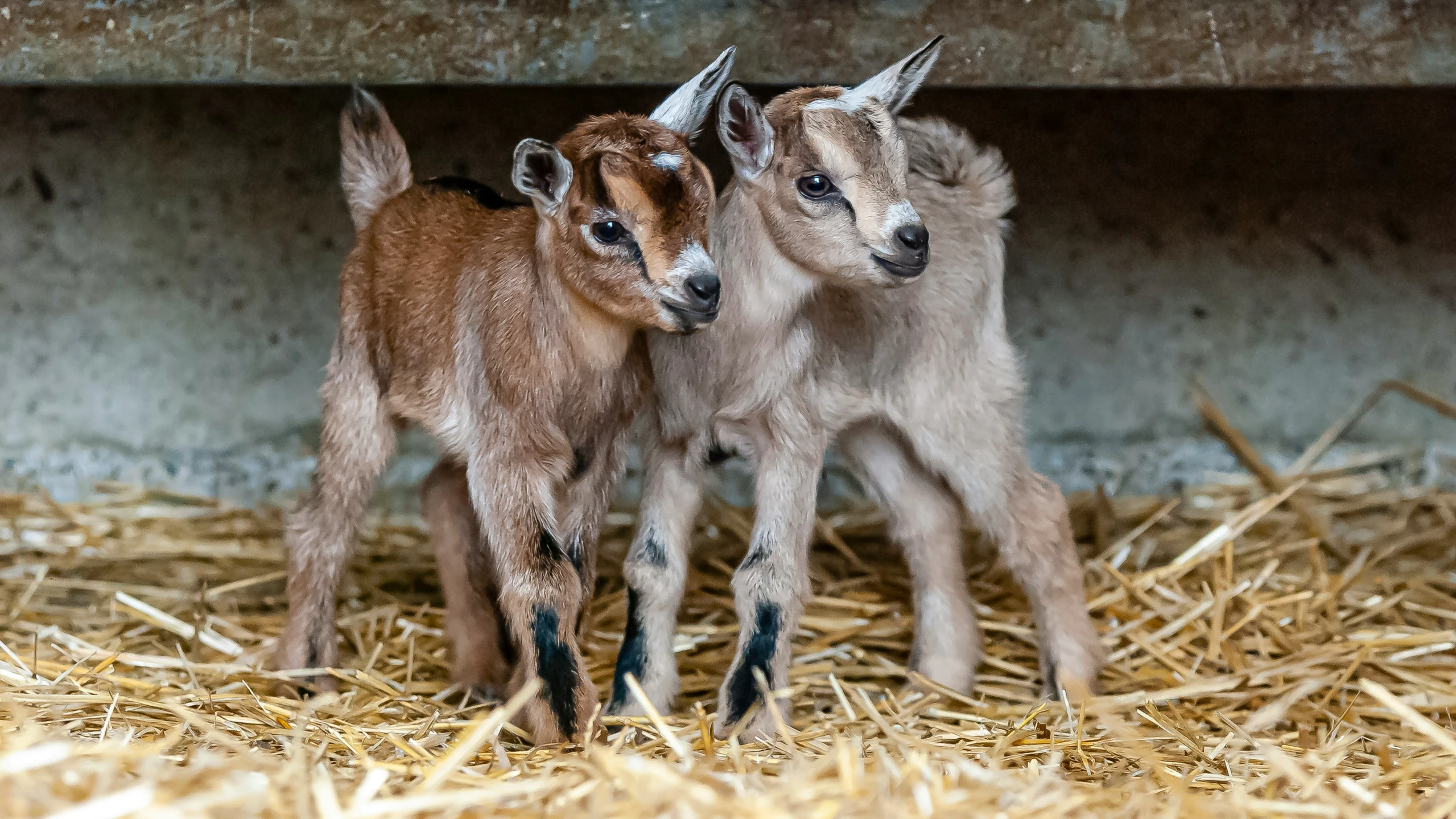 two little goat standing next to each other on some hay