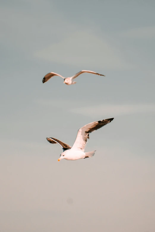 two seagulls flying together in the air