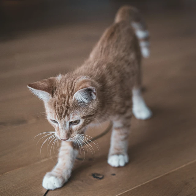 a kitten stands and looks at the camera while playing