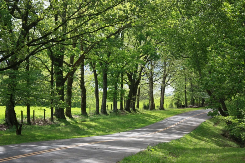 a winding road leads through the woods, and there are many trees along side