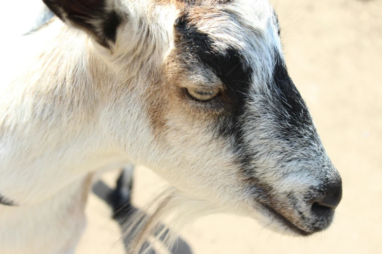 a goat looking off into the distance in a field