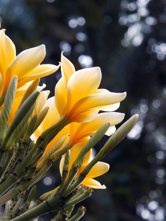 several yellow flowers on a tree nch with rain drops