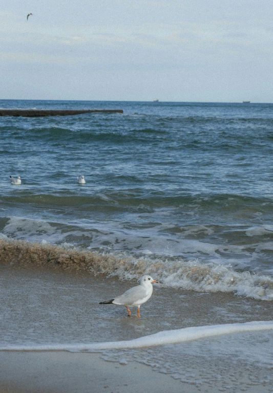 a small white bird on a sandy beach next to the ocean