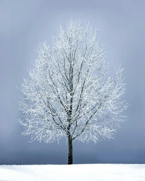 a white tree with no leaves is shown on a grey day