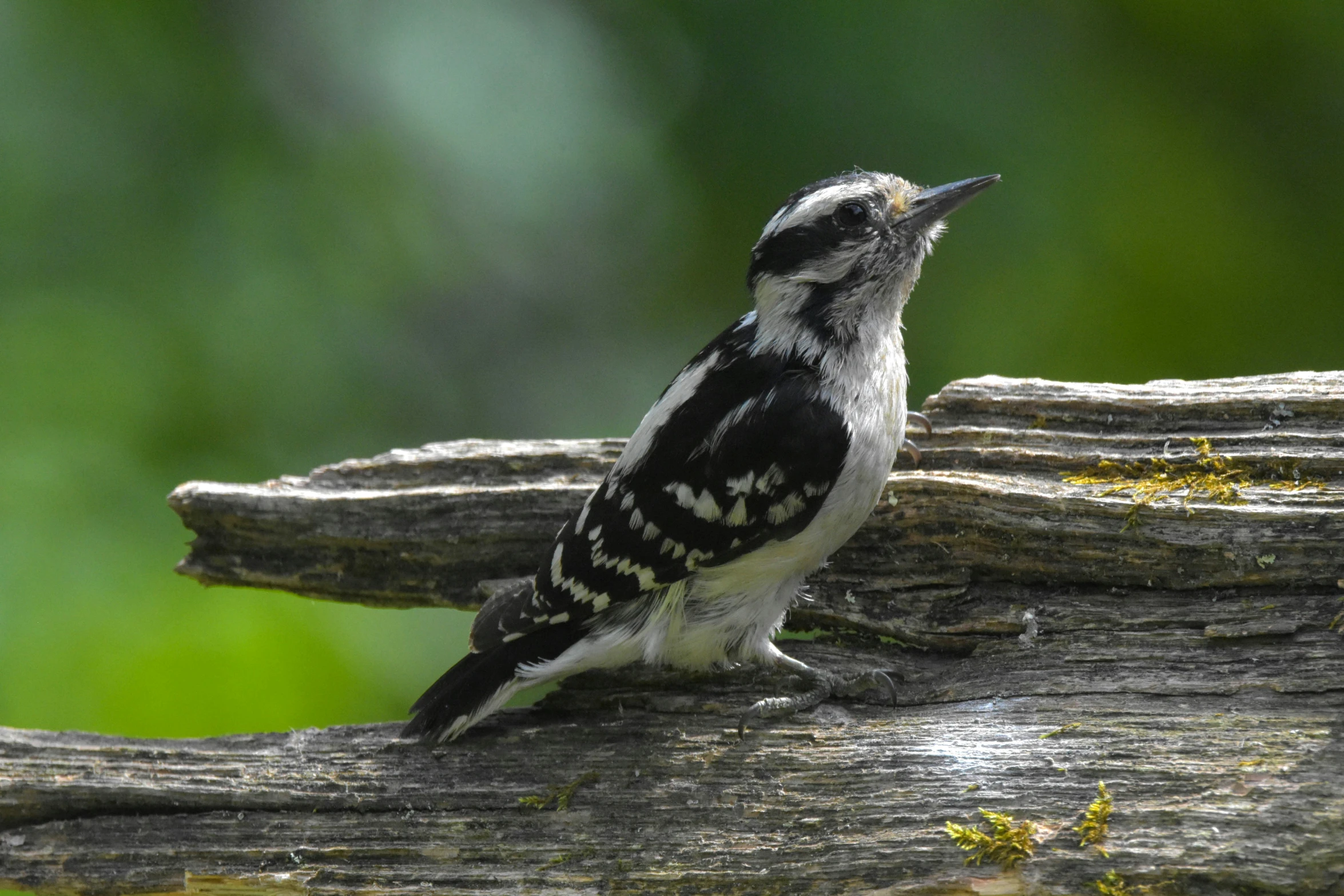 a small bird perched on the side of a nch