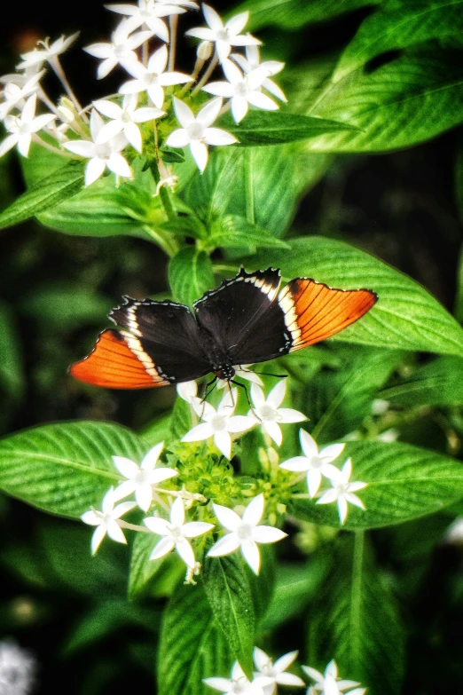 a erfly sitting on top of a green leaf