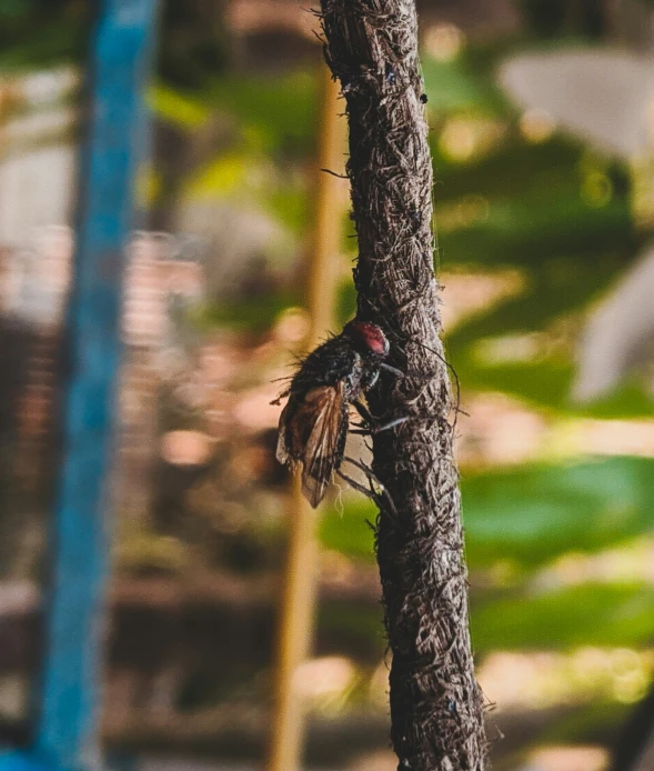 a brown spider on a nch with blurry leaves