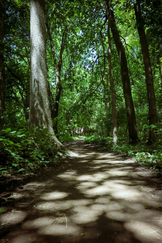 an area of green with only a few trees