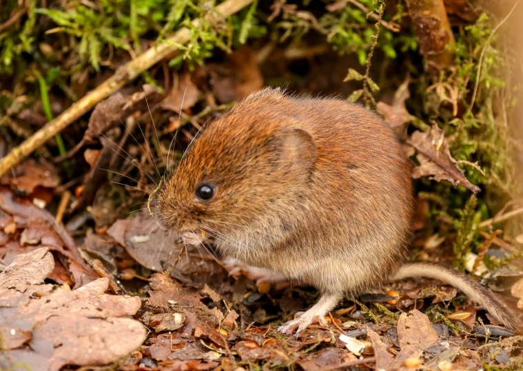 a brown rat standing in the dirt surrounded by leaves