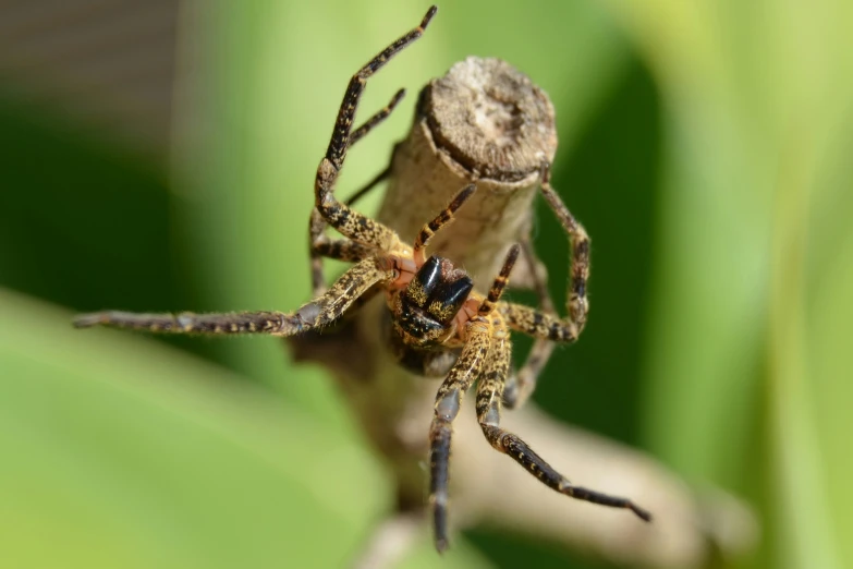 a long legged brown spider on green plants