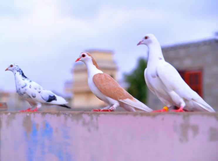 a group of pigeons perched on top of a building