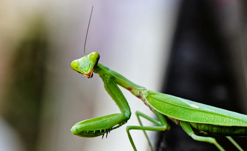 a green praying mantissa with long legs and legs