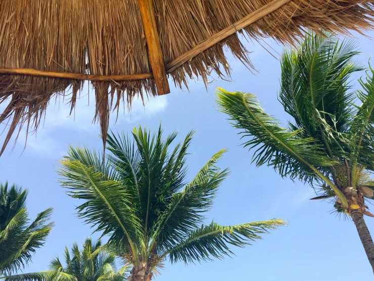 the top of two palm trees that is under a straw umbrella