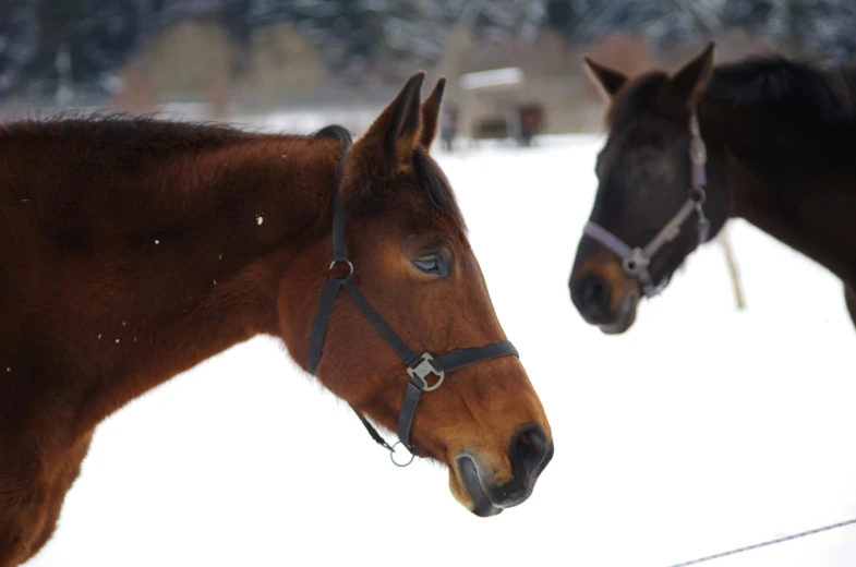 two horses in a snowy pasture with trees