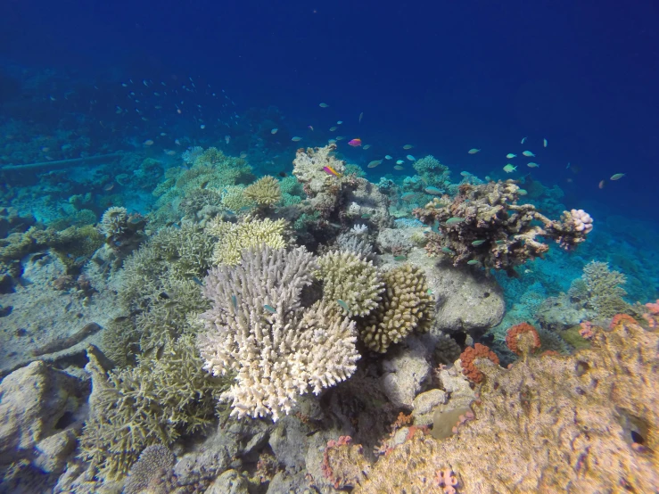 an underwater view of various corals and other animals