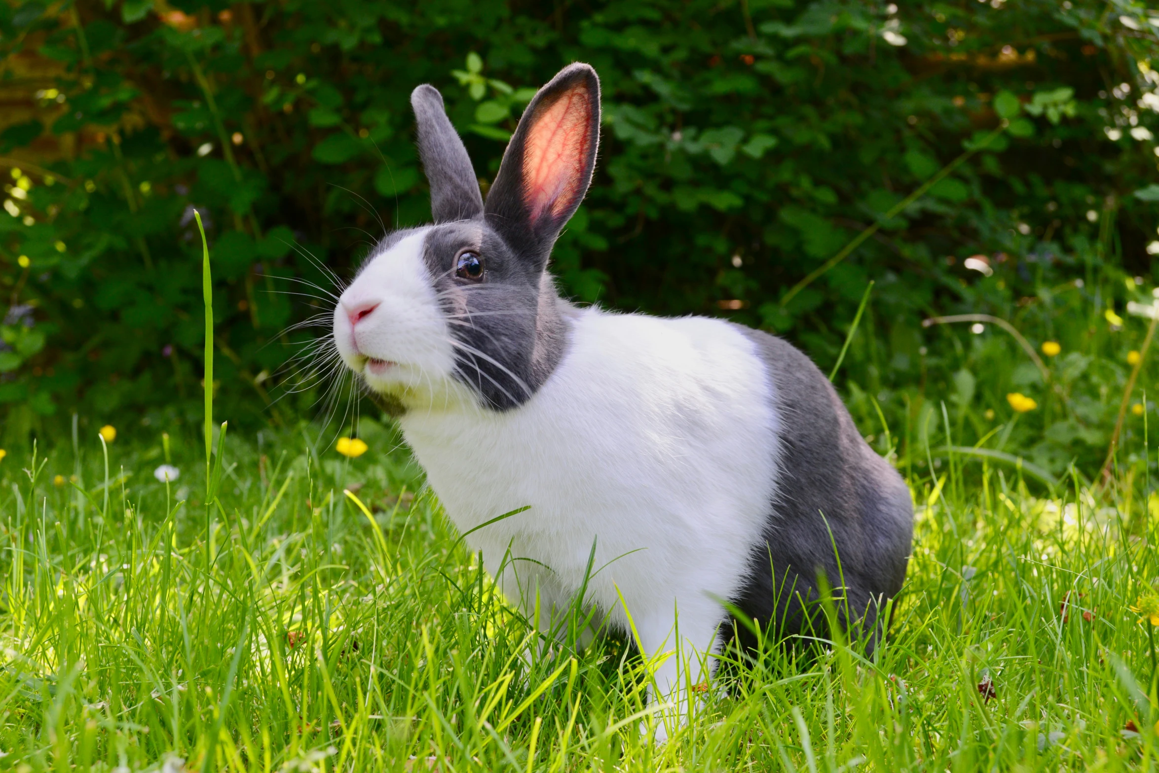 a black and white bunny rabbit in the grass