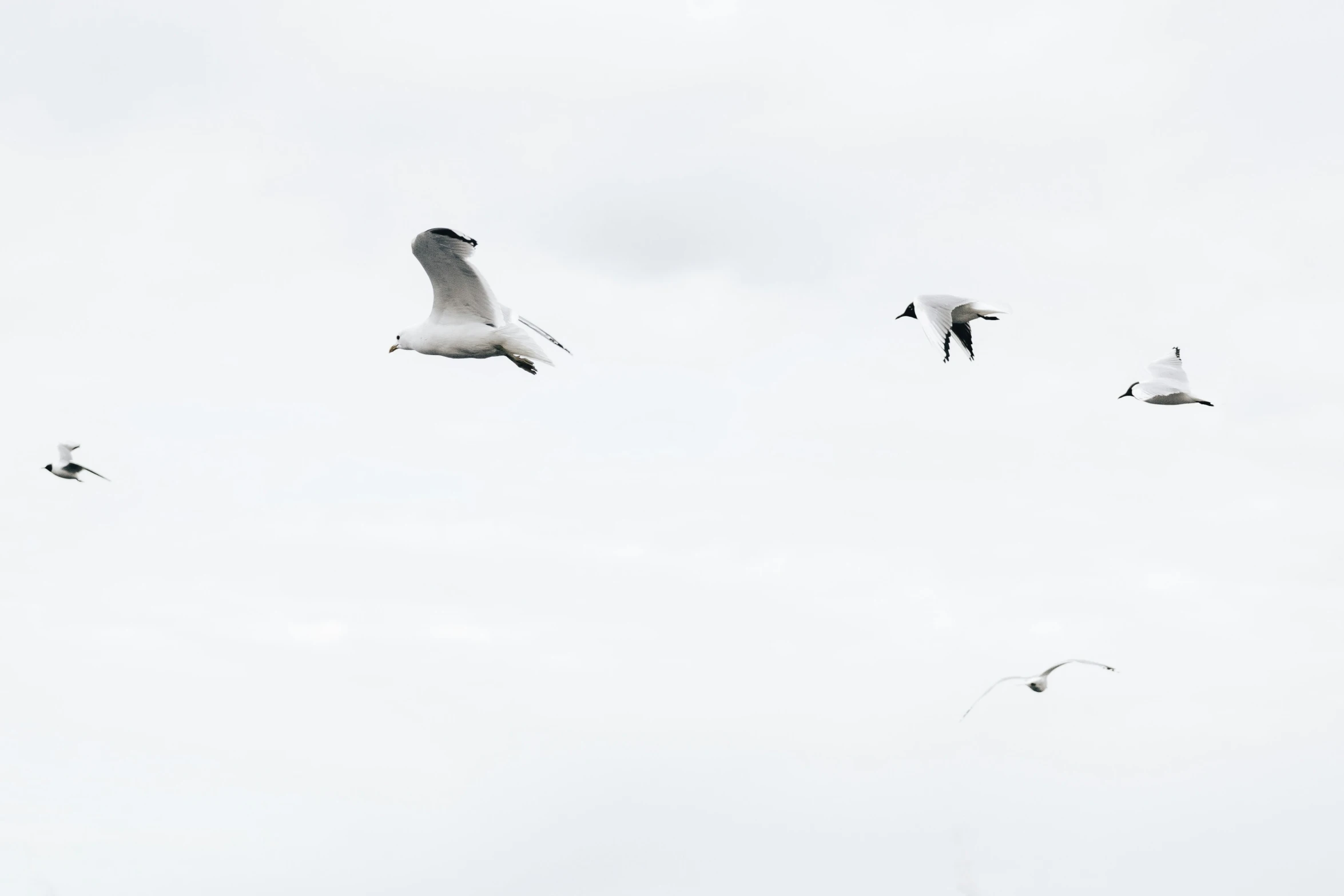 birds in a gray sky flying near each other