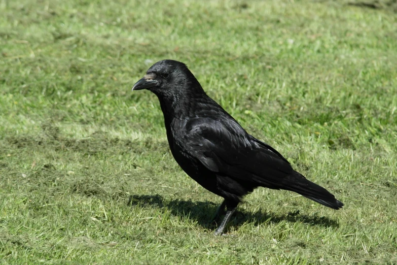 the bird is walking in the grass on a sunny day