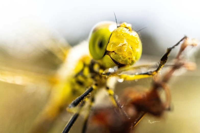 the insect is sitting in the frame and has very thick legs