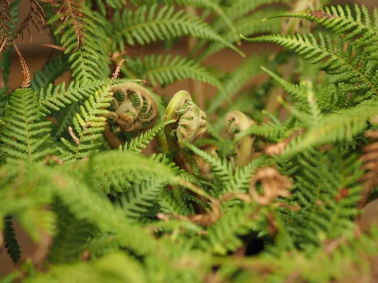 fern leaves have faces carved in them by tiny little eyes