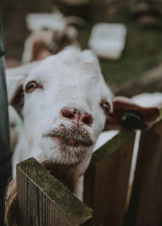 there is a white goat looking at the camera