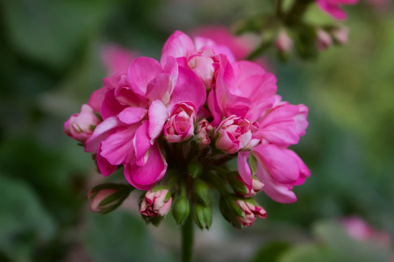 pink flowers blooming in a garden, with green leaves