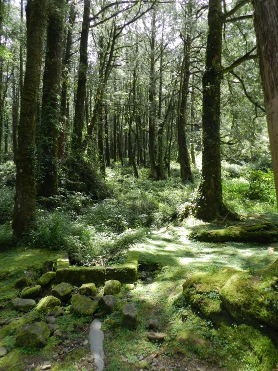 a grassy forest with lots of trees and rocks
