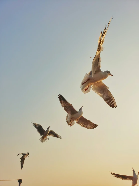 seagulls flying in the blue sky over a body of water