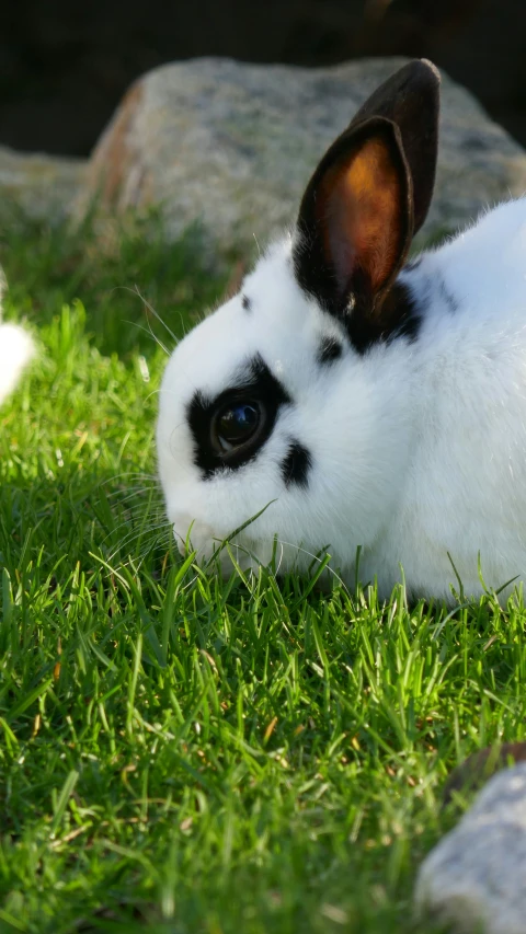 a small white rabbit is sitting in the grass