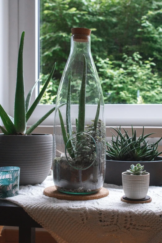 three succulents and plants are sitting in a jar on a table